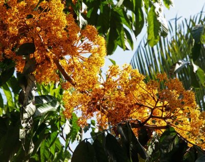 Flowering branch