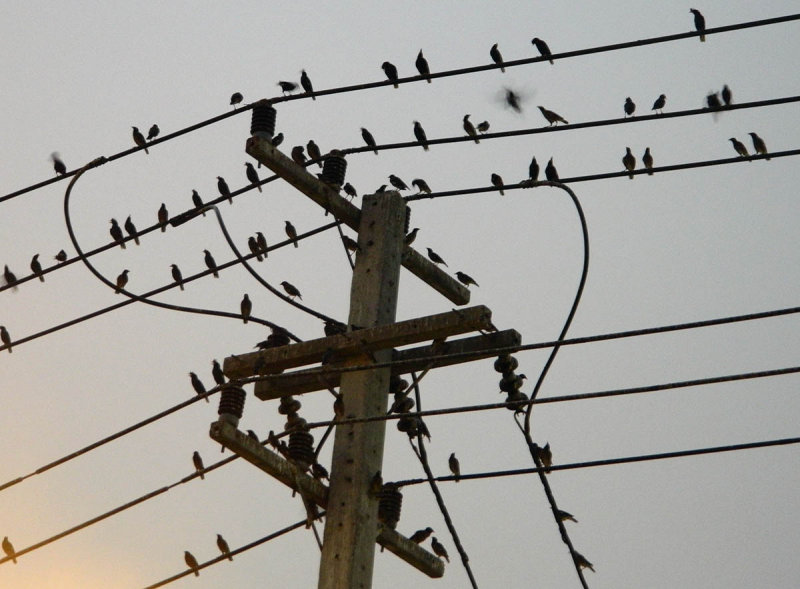 birds on the wires.jpg
