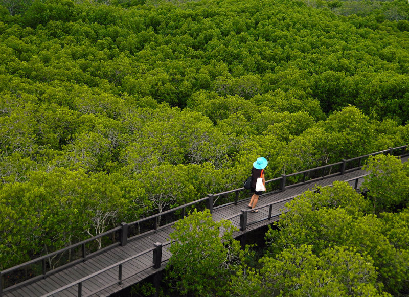 mangrove walk.jpg