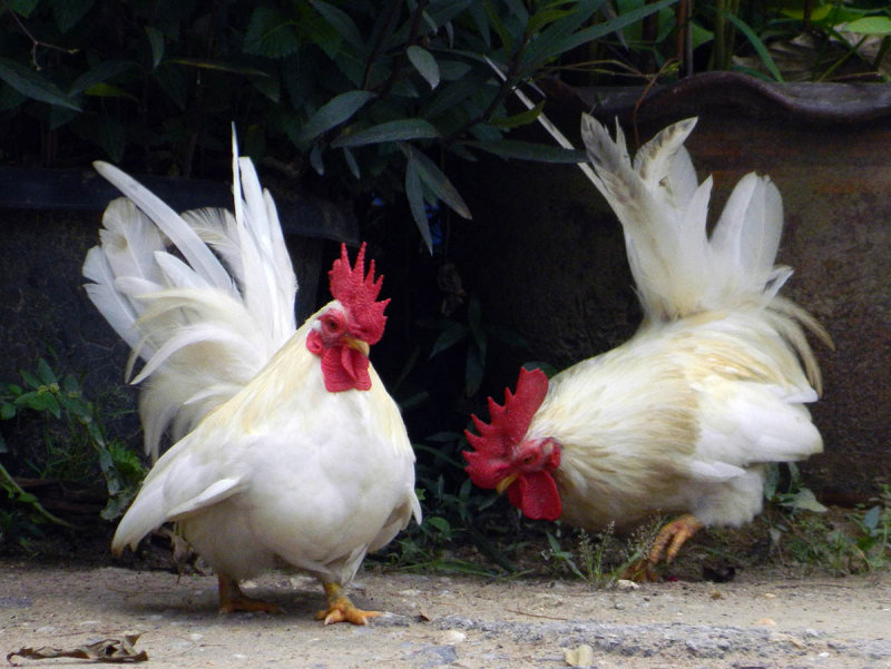 rooster ritual.jpg
