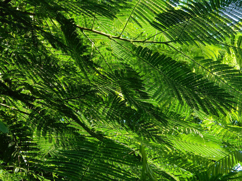 leaves and branches.jpg