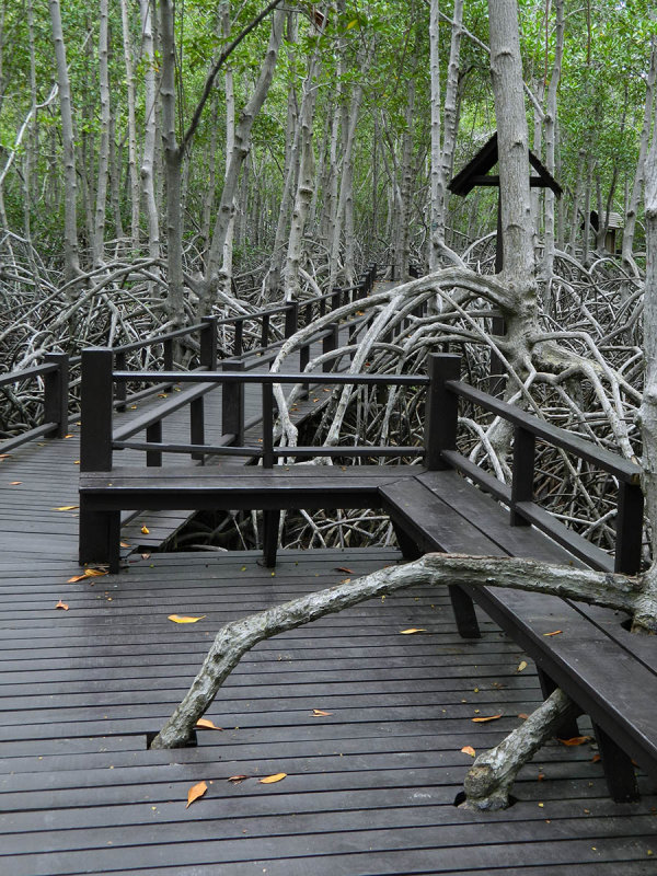 mangrove boardwalk.jpg