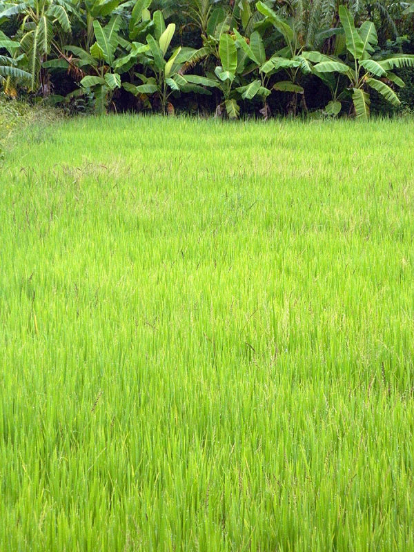 rice and banana trees.jpg