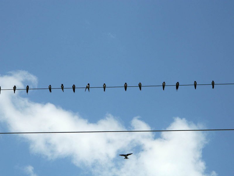 birds on a wire.jpg