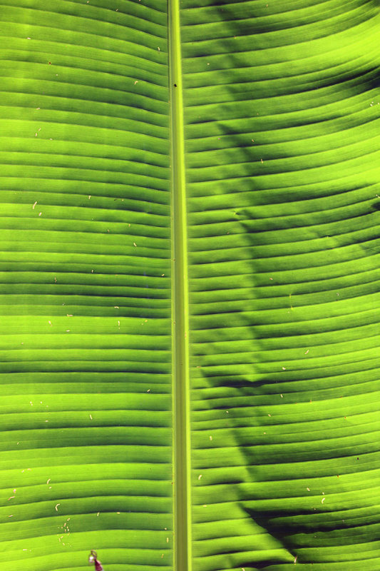 banana leaf.jpg