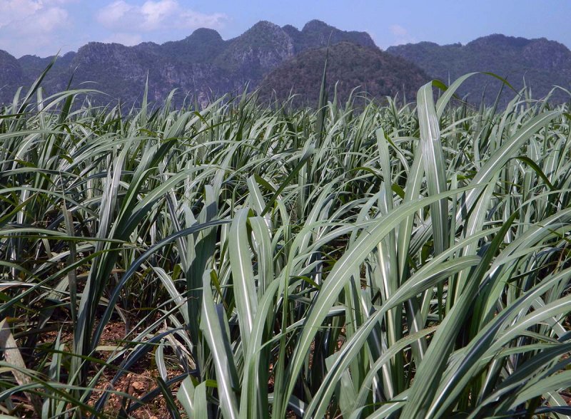 sugar cane and hills.jpg