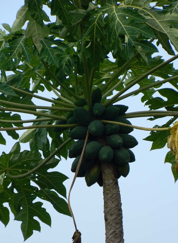 papaya tree.jpg