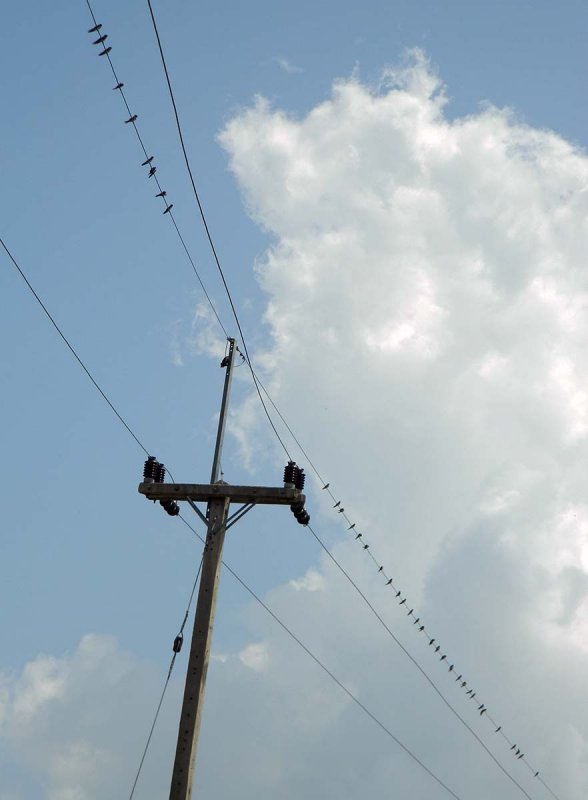 birds on the wire.jpg