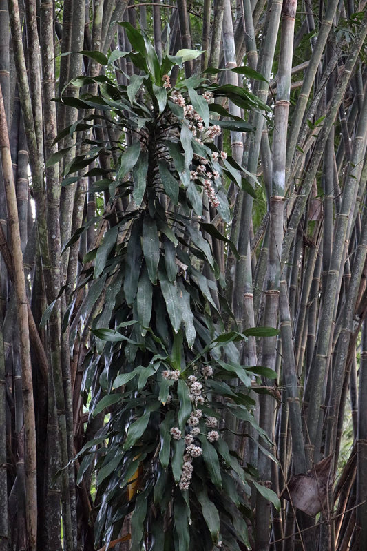 bamboo and other.jpg