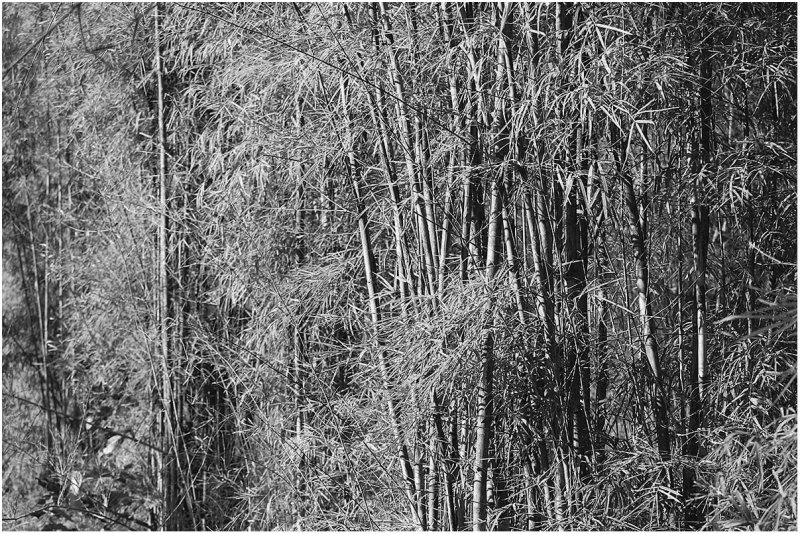 bamboo grove.jpg