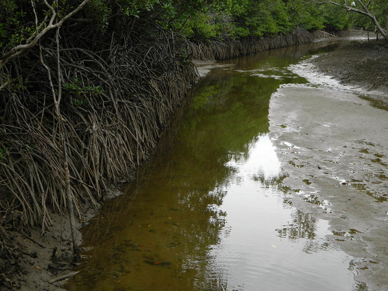mangrove bank.jpg
