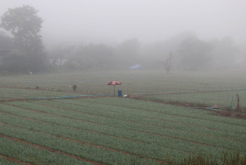 foggy morning field.jpg