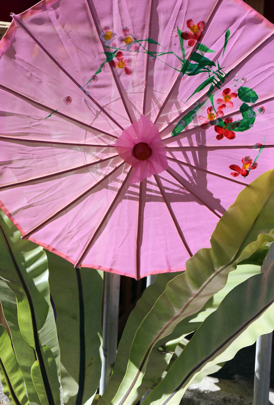pink umbrella and plant.jpg