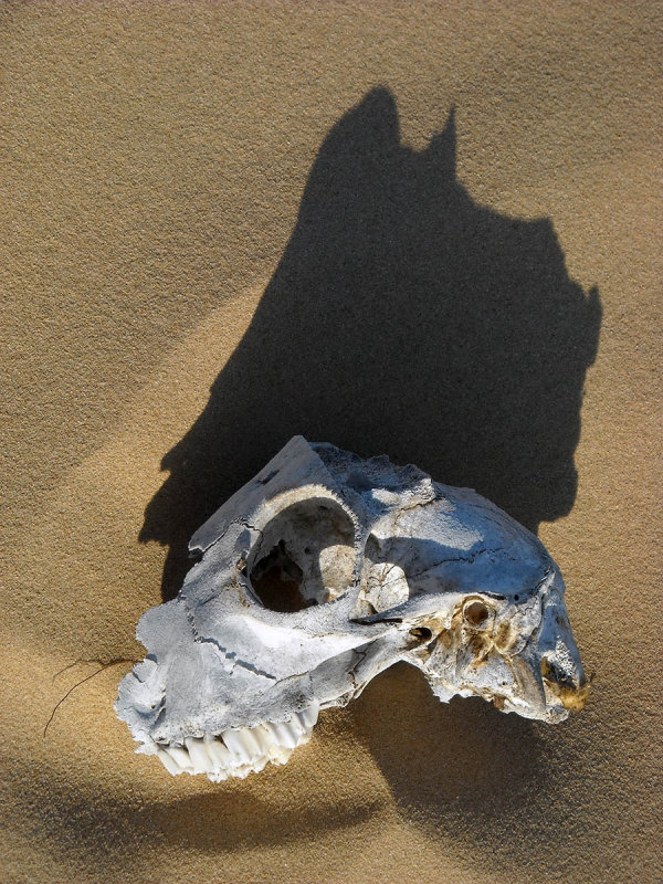 goat skull.jpg
