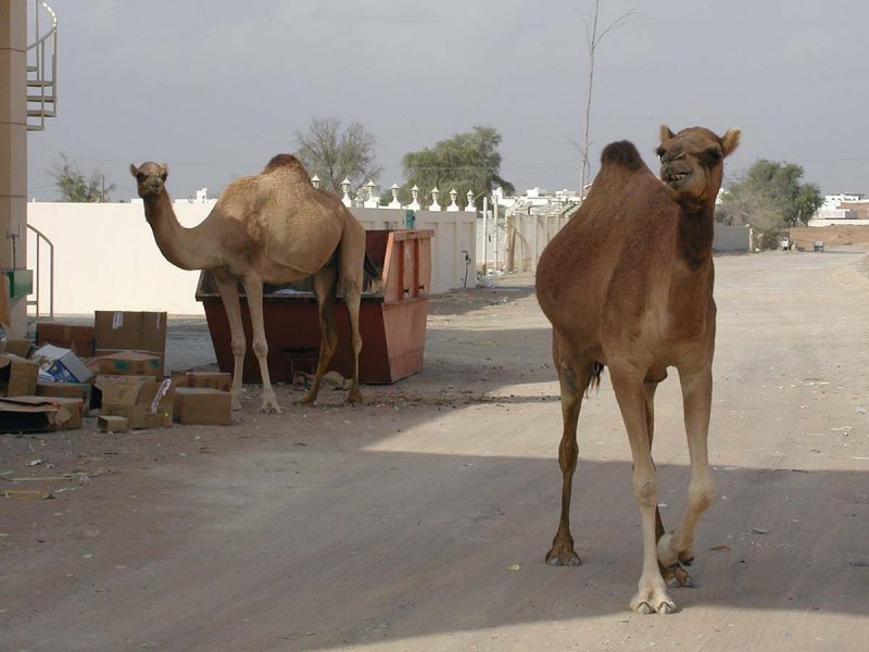 rogue camels.jpg