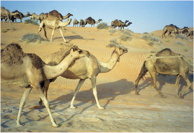 camel train.jpg