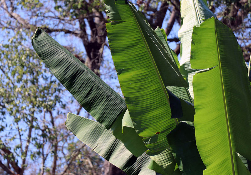 banana trees and others.jpg