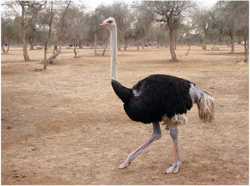 ostrich stepping.jpg