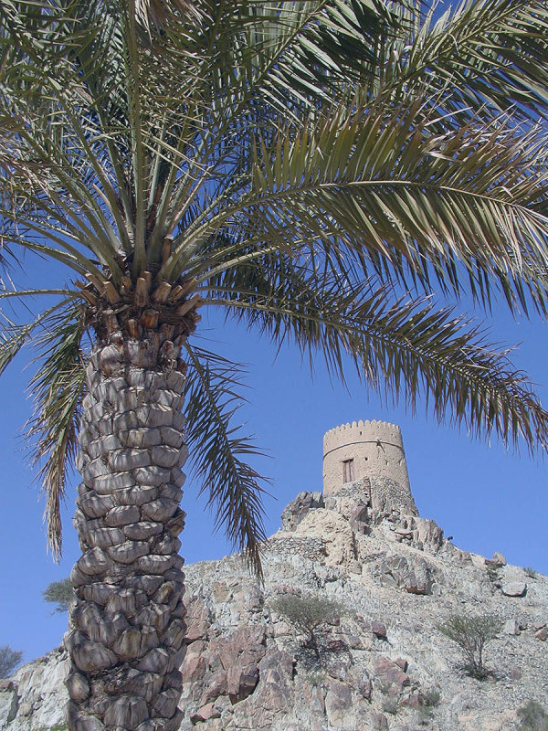 tower and date palm.jpg