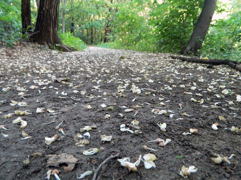 petal strewn trail.jpeg