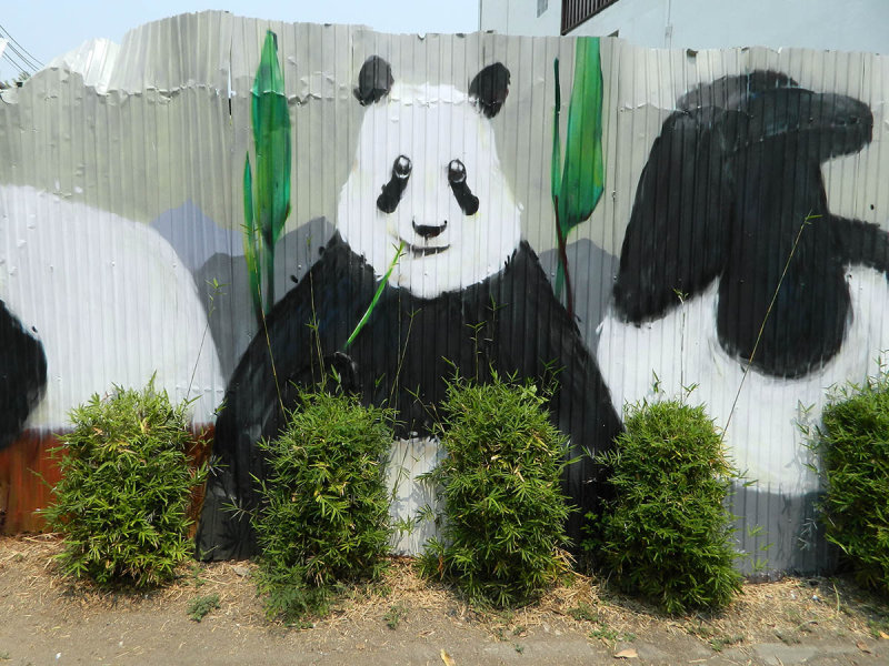 panda feast.jpg