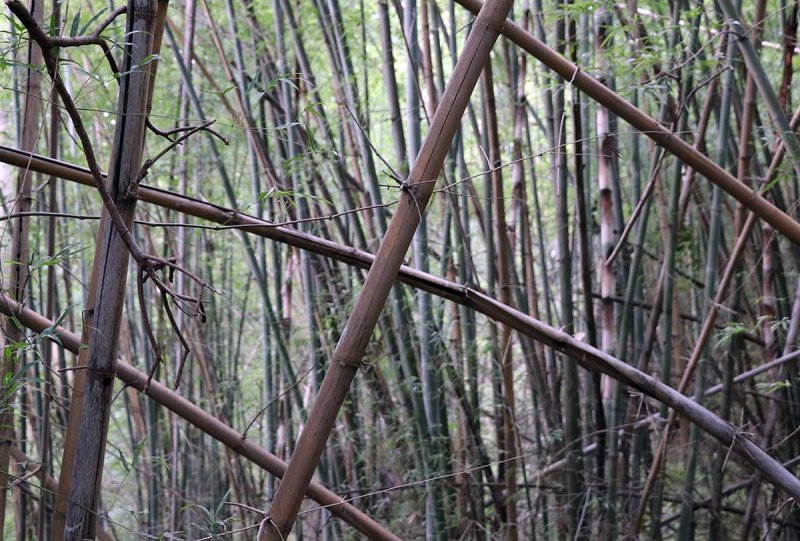 bamboo_grove.jpg