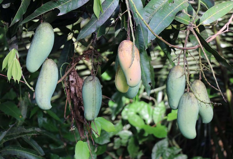 mangos.jpg