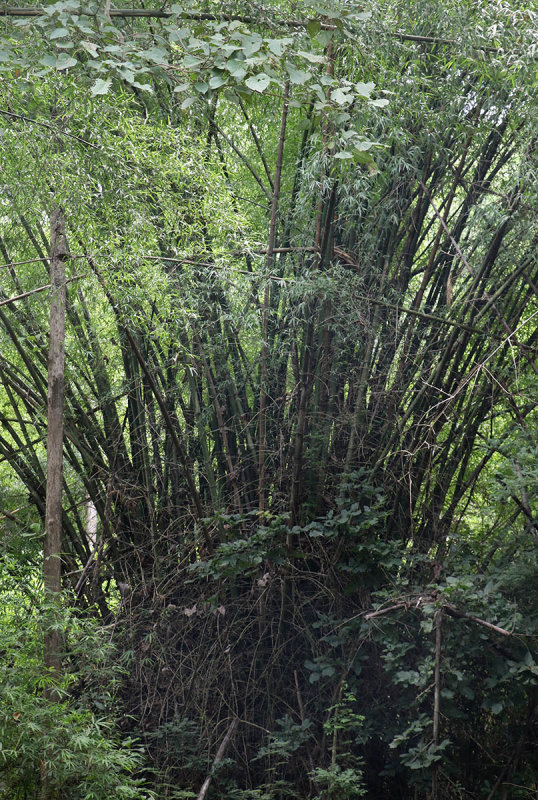 bamboo clump.jpg