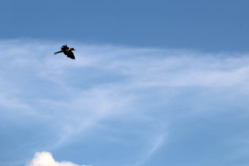 in flight.jpg