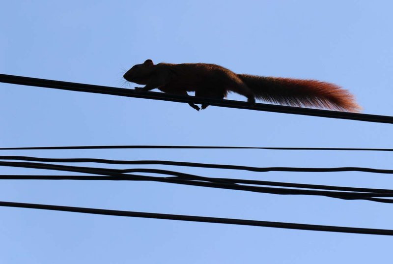 high wire act.jpg