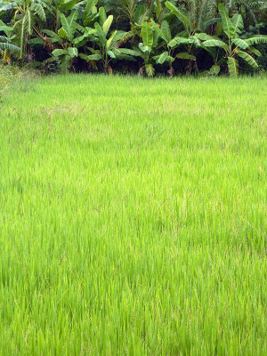 rice and banana trees.jpg