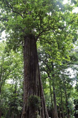 worlds largest teak tree.jpg