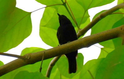 Black Antshrike  0616-1j  Darien