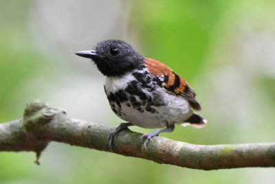 Spotted Antbird  0616-5j  Quebera Felix, Darien