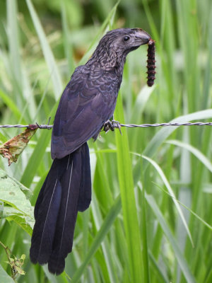 Smooth-billed Ani 0616-1j Darien
