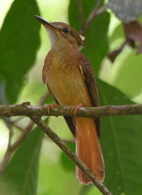 Royal Flycatcher  0616-1j  San Fransisco Reserve