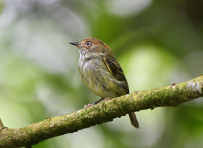 Scale-crested Pygmy-Tyrant  0616-1j  Anton