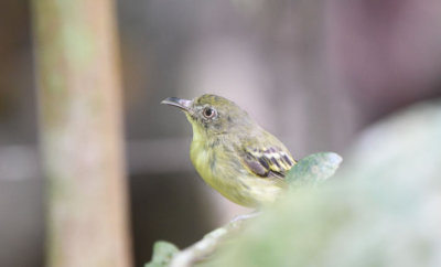 Southern Bentbill 0616-1j Gamboa