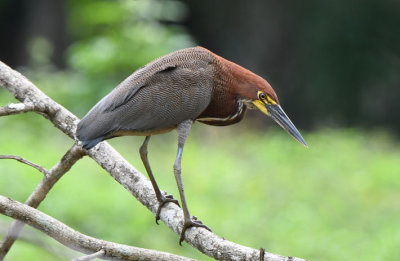 Rufescent Tiger-Heron  0616-2j  Darien