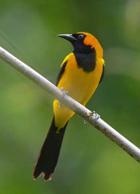 Orange-crowned Oriole 0616-4j Aligandi, Darien