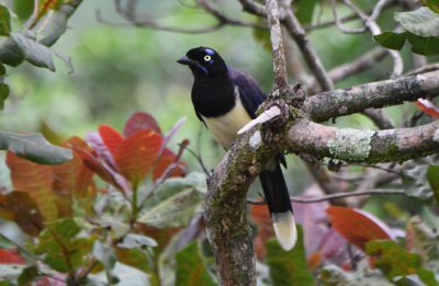 Black-chested Jay 0616-1j Anton
