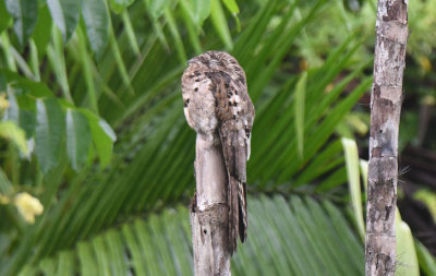 Common Potoo  0616-1j  Darien