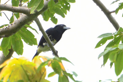 Spot-crowned Barbet  0616-1j  Anton