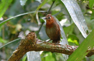Song Wren 0611j Gamboa