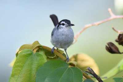 Tropical Gnatcatcher  0616-2j  Canopy Tower