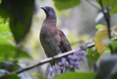 Gray-headed Chacalaca  0616-1j  Anton