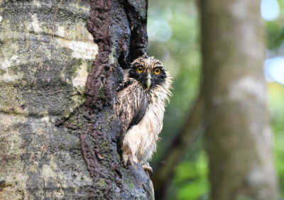 Spectaled Owl Chick  0616-1j  Anton