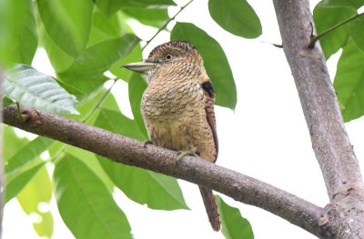 Barred Puffbird 0616-2j Canopy Camp