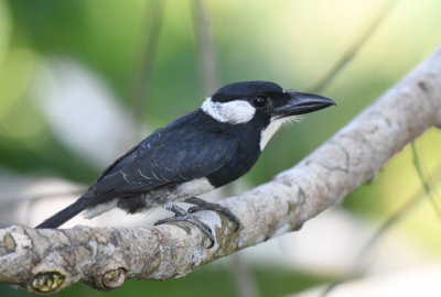 Black-breasted Puiffbird 0616-4j Canopy Tower