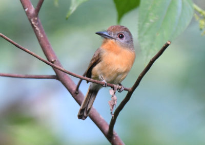 Gray-cheeked Nunlet 0616-1j Aligandi, Darien